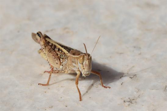  Italienische Schönschrecke     Calliptamus italicus     ( Griechenland, Peloponnes Juni 2019 )