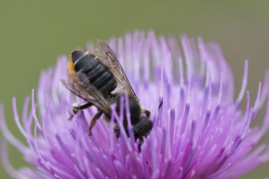 Blattschneiderbiene     kein deutscher Name bekannt        Megachile centuncularis       ( Sachsen - Anhalt August 20202 )