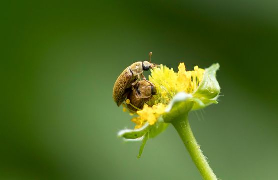 Nelkenwurzkäfer     Byturus  ochraceus    oder     Großäugiger Himbeerkäfer        Byturus  tomentosus         (  Baden - Württemberg  Mai 2022 )
