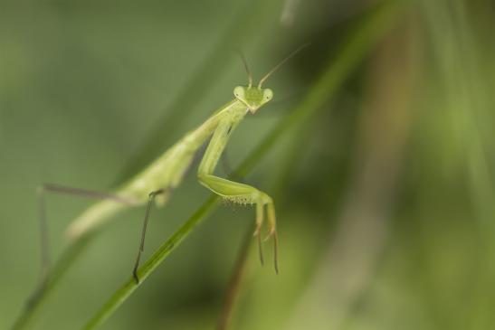 Gemeine Gottesanbeterin     Mantis religiosa     Larve      ( Freilebend  am  Stadtrand  von Halle !!!   Sachsen-Anhalt Juli 2020 )     