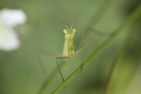 Gemeine Gottesanbeterin     Mantis religiosa     Larve      ( Freilebend  am  Stadtrand  von  Halle !!!   Sachsen-Anhalt Juli 2020 )     