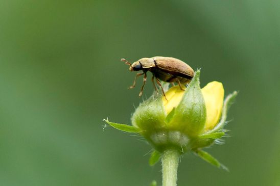 Nelkenwurzkäfer     Byturus  ochraceus    oder     Großäugiger Himbeerkäfer        Byturus  tomentosus         (  Baden - Württemberg  Mai 2022 )