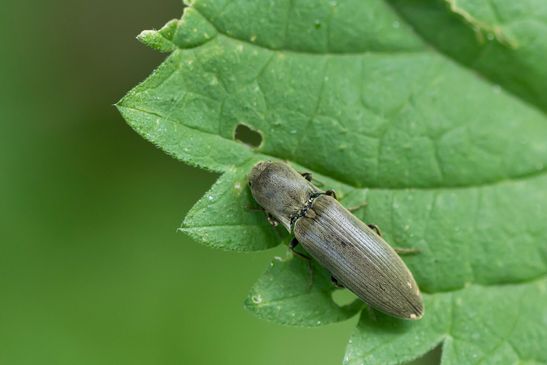 Samt - Schnellkäfer   Agritotes pilosellus        ( Baden - Württemberg  Juni 2025 )