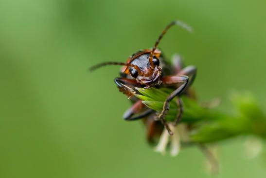 Weichkäfer      Cantharis rustica oder Cantharis fusca     ( Baden - Württemberg Mai2022 )