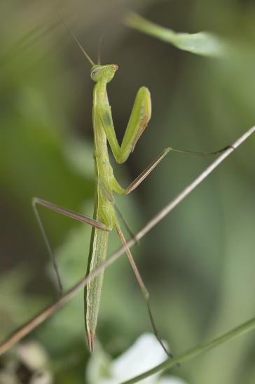 Gemeine Gottesanbeterin     Mantis religiosa      Larve     ( Freilebend  am  Stadtrand  von  Halle !!!  Sachsen-Anhalt Juli 2020 )     