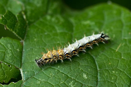 C Falter       Polygonia c-album         ( Baden - Würtemberg Juni 2025 )