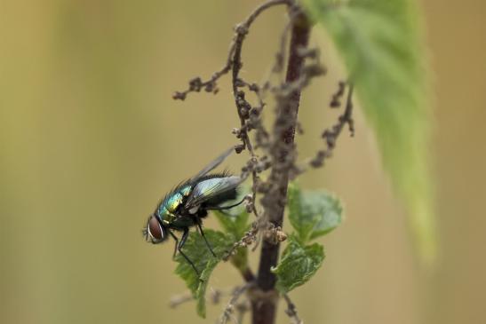 Goldfliege       Lucilia sericata       ( Sachsen - Anhalt August  2020 )  