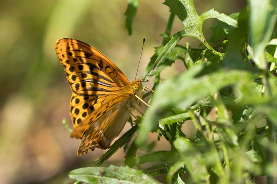 Kaisermantel          Argynnis paphia          ( Baden - Württemberg Juni  2026 )
