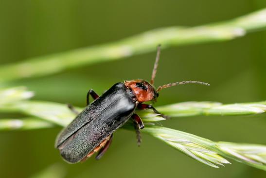 Weichkäfer      Cantharis rustica oder Cantharis fusca     ( Baden - Württemberg Mai2022 )