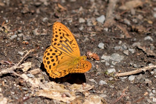 Kaisermantel          Argynnis paphia          ( Baden - Württemberg Juni  2026 )
