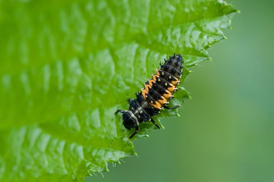 Asiatischer Marienkäfer     Larve        Harmonia axyridis          ( Baden - Württemberg  Juni 2025 )