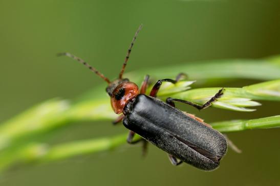 Weichkäfer      Cantharis rustica oder Cantharis fusca     ( Baden - Württemberg Mai2022 )