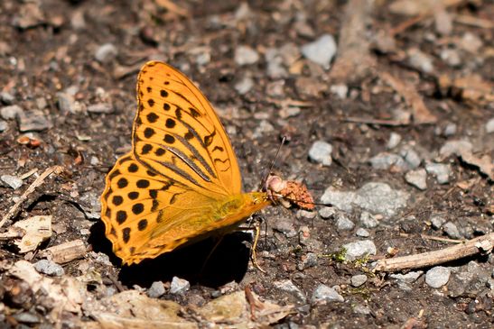 Kaisermantel          Argynnis paphia          ( Baden - Württemberg Juni  2026 )