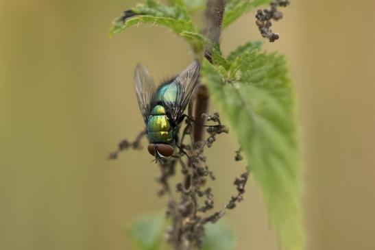 Goldfliege       Lucilia sericata       ( Sachsen - Anhalt August  2020 )     