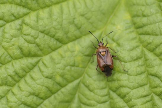 Rote Weichwanze     Deraeocoris ruber         ( Sachsen-Anhalt Juli 2020 )  