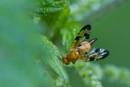 Bohrfliege       Xyphosia miliaria           ( Baden - Württemberg  Juni 2025 )