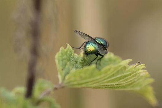 Goldfliege       Lucilia sericata       ( Sachsen - Anhalt August  2020 )  