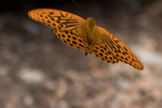 Kaisermantel          Argynnis paphia          ( Baden - Württemberg Juni  2026 )