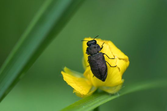 Vierpunktiger Kiefernprachtkäfer        Anthaxia quadripunctata          ( Baden -  Württemberg  Juni 2025 )