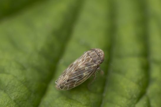 Wiesengraszirpe     Streptanus aemulans        ( Sachsen-Anhalt Juli 2020 ) 