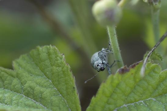 Eiförmiger Grünrüssler       Eusomus ovulum      oder        Schafgarben - Blattrüssler      Phyllobius virideaeris      ( Sachsen-Anhalt Juli 2020 )     