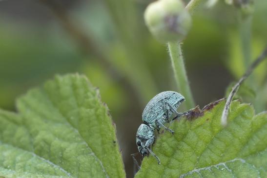 Eiförmiger Grünrüssler       Eusomus ovulum      oder        Schafgarben - Blattrüssler      Phyllobius virideaeris      ( Sachsen-Anhalt Juli 2020 )     