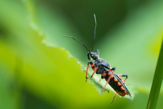 Geringelte Mordwanze        Rhynocoris annulatus         ( Baden - Württemberg Juni 2025 )
