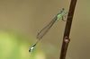 Grosse Pechlibelle Ischnura elegans maennlich