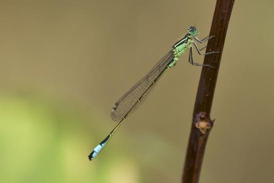 Große Pechlibelle       Ischnura elegans    männlich    ( Sachsen-Anhalt August 2020 )