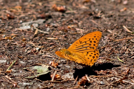 Kaisermantel          Argynnis paphia          ( Baden - Württemberg Juni  2026 )