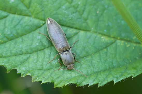 Samt - Schnellkäfer   Agritotes pilosellus        ( Baden - Württemberg  Juni 2025 )