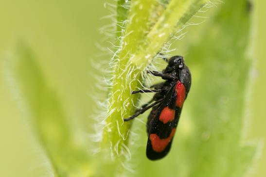 Gemeine Blutzikade      Cercopis vulnerata      ( Baden- Württemberg, Mai 2022 )