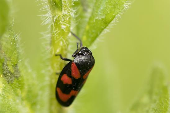 Gemeine Blutzikade      Cercopis vulnerata      ( Baden- Württemberg, Mai 2022 )