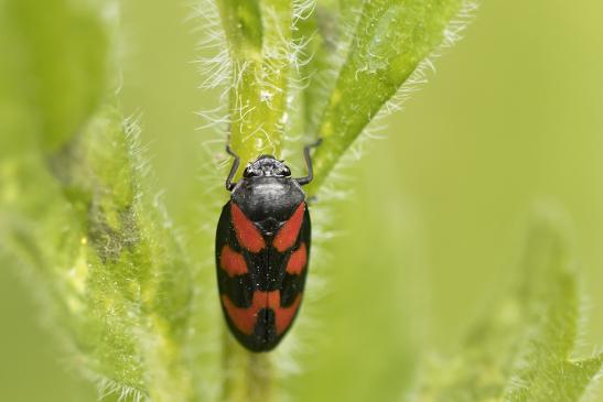 Gemeine Blutzikade      Cercopis vulnerata      ( Baden- Württemberg, Mai 2022 )