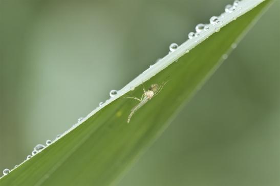 Zuckmücke       kein deutscher Name bekannt       Chironomus plumosus   oder   Chironomus riparius    ( Sachsen - Anhalt August 2020 )