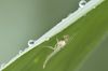 Zuckmuecke Chironomus sp.