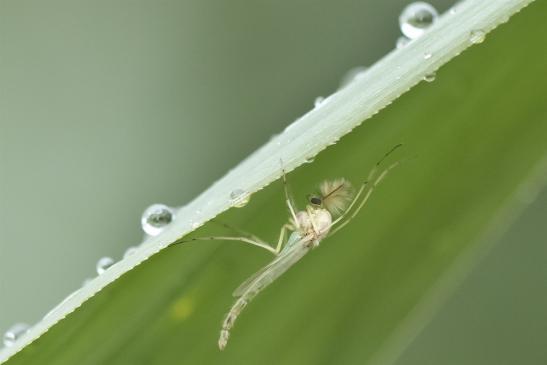 Zuckmücke       kein deutscher Name bekannt       Chironomus plumosus   oder   Chironomus riparius    ( Sachsen - Anhalt August 2020 )