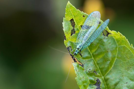 Perlaugen-Florfliege        Chrysopa perla           ( Baden - Württemberg Juni  2025 )