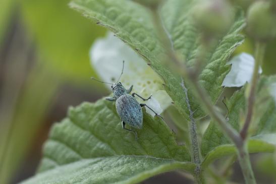 Eiförmiger Grünrüssler       Eusomus ovulum      oder        Schafgarben - Blattrüssler       Phyllobius virideaeris      ( Sachsen-Anhalt Juli 2020 )        