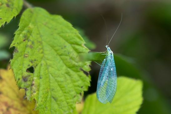 Perlaugen-Florfliege        Chrysopa perla           ( Baden - Württemberg Juni  2025 )