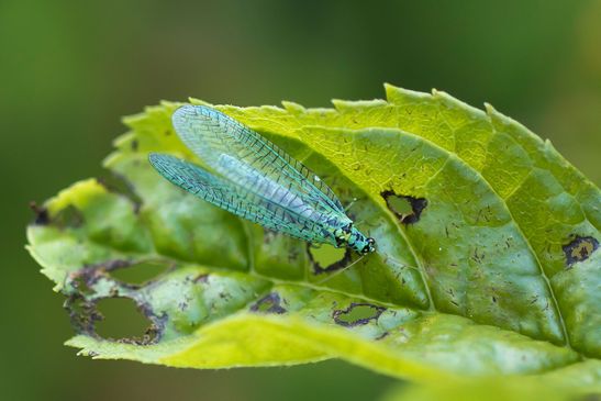 Perlaugen-Florfliege        Chrysopa perla           ( Baden - Württemberg Juni  2025 )