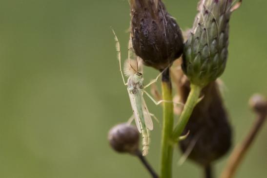 Zuckmücke       kein deutscher Name bekannt       Chironomus plumosus   oder   Chironomus riparius    ( Sachsen - Anhalt August 2020 )