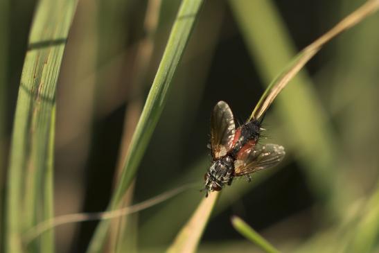 Rotgefleckte Raupenfliege      Eriothrix rufomaculatus     ( Sachsen-Anhalt Juli 2020 )     