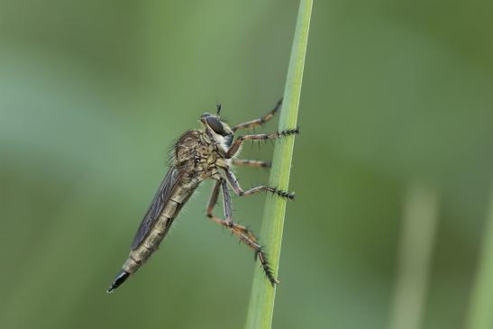 vermutlich    Burschen - Raubfliege       Tolmerus cingulatus       ( Sachsen - Anhalt August 2020 ) 