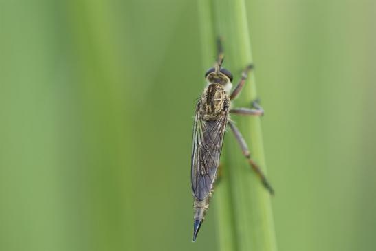 vermutlich    Burschen - Raubfliege       Tolmerus cingulatus       ( Sachsen - Anhalt August 2020 )