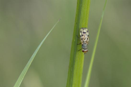 Schmuckfliege       kein deutscher Name bekannt        Melieria omissa       ( Sachsen - Anhalt August 2020 ) 