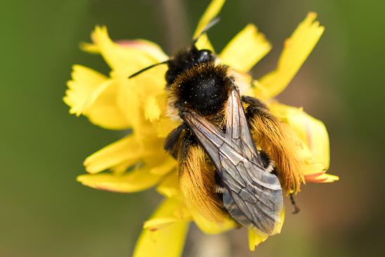 Braunbürstige Hosenbiene       Dasypoda hirtipes       ( Sachsen - Anhalt September 2023 )