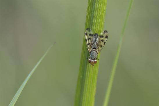 Schmuckfliege       kein deutscher Name bekannt        Melieria omissa       ( Sachsen - Anhalt August 2020 ) 