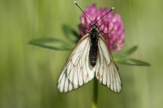 Baum - Weißling      Aporia crataegi      ( Baden - Württemberg Mai 2022 )