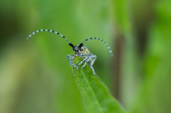 Scheckhorn - Distelbock        Agapanthia villosoviridescens           ( Baden - Württemberg Juni 2025 )